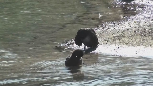 New Zealand Scaup - ML212915251