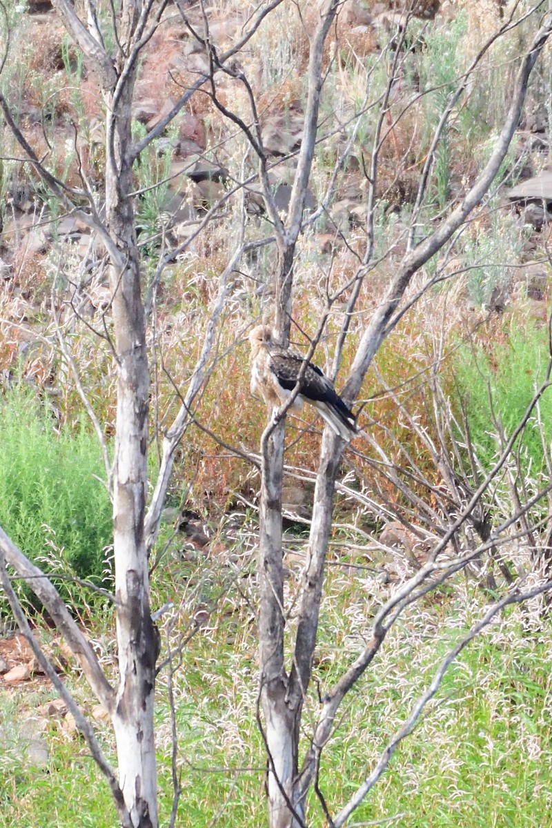 Whistling Kite - ML212915281