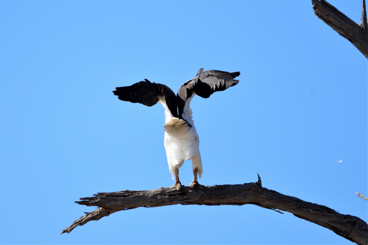 White-bellied Sea-Eagle - ML212915401