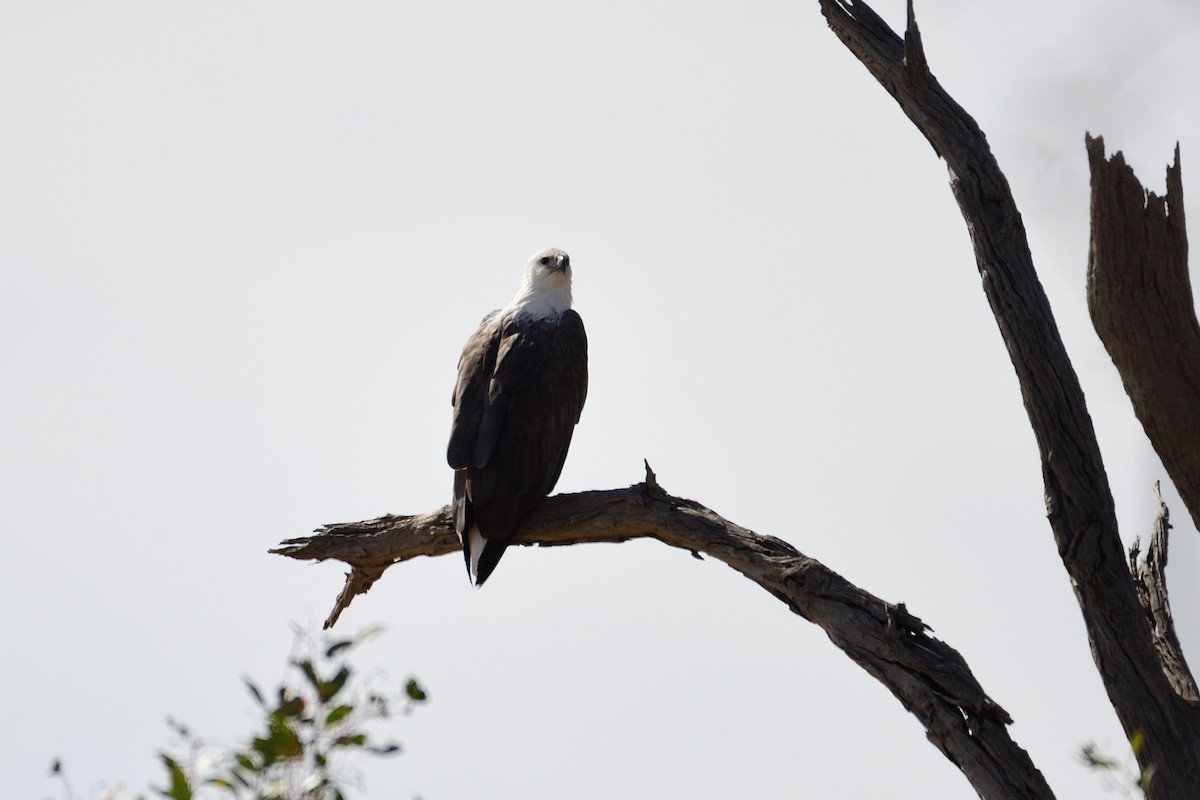 White-bellied Sea-Eagle - ML212915411