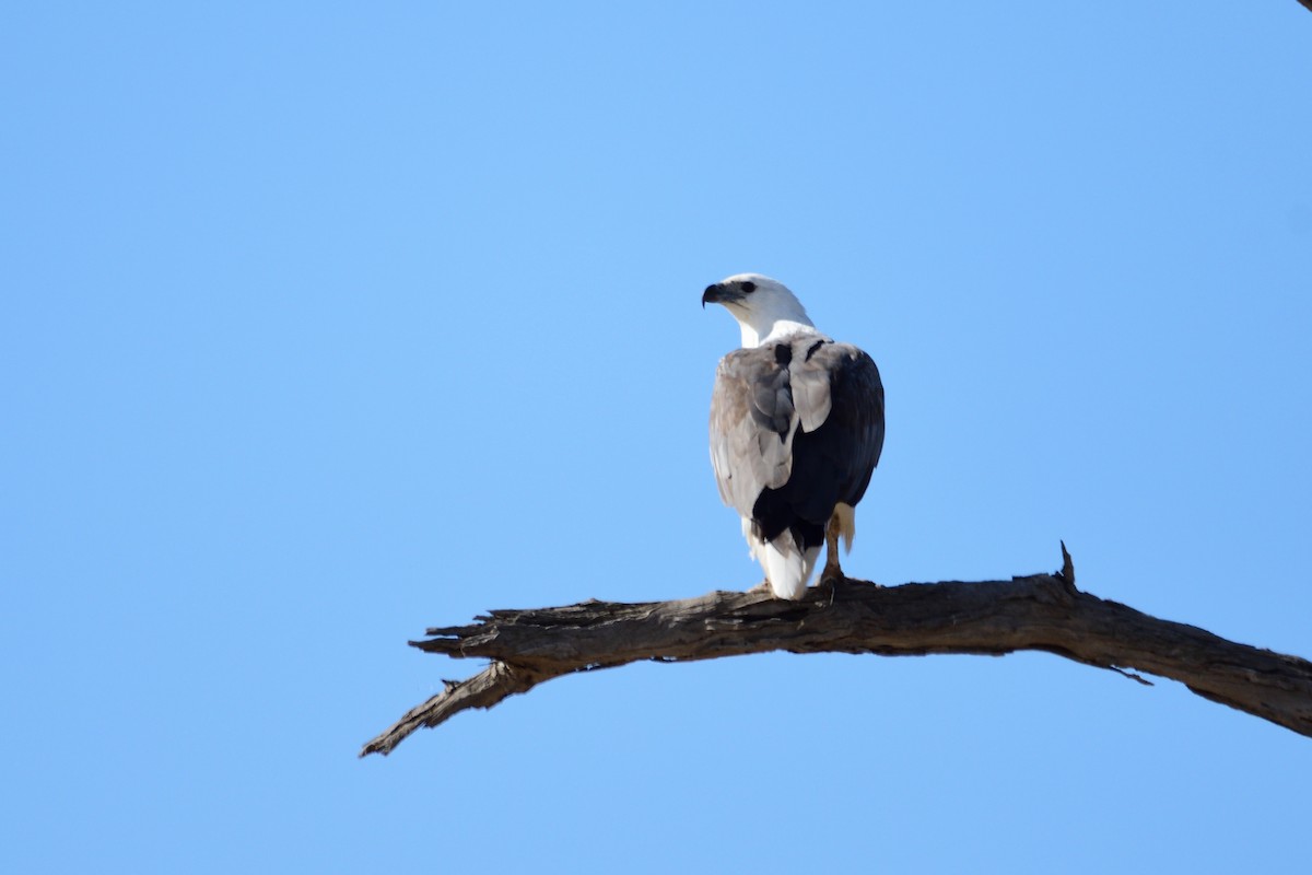 White-bellied Sea-Eagle - ML212915421