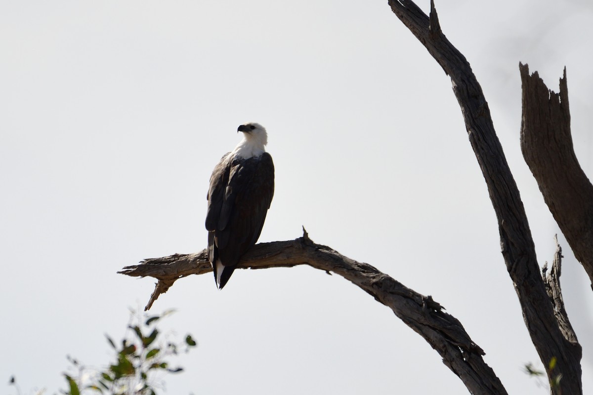 White-bellied Sea-Eagle - ML212915431