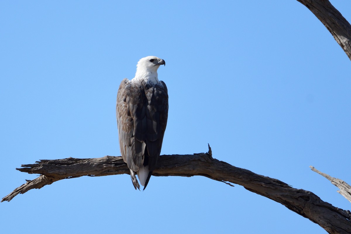 White-bellied Sea-Eagle - ML212915441