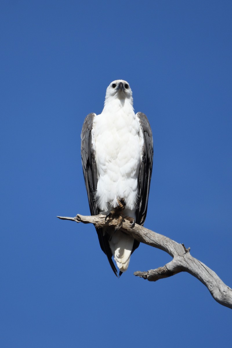 White-bellied Sea-Eagle - ML212915461