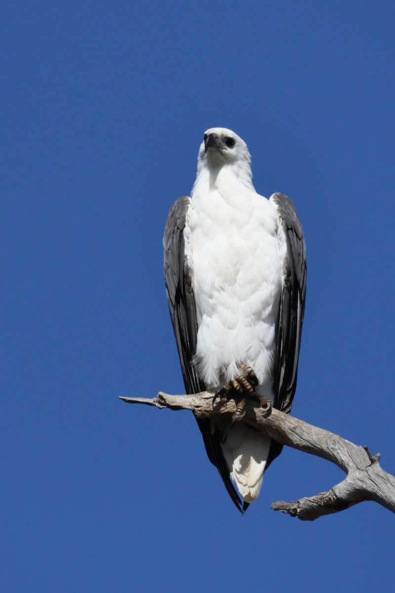 White-bellied Sea-Eagle - ML212915471