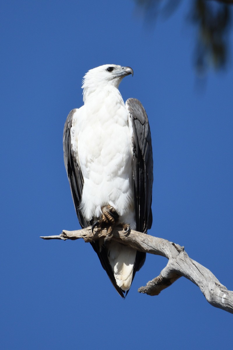 White-bellied Sea-Eagle - ML212915481