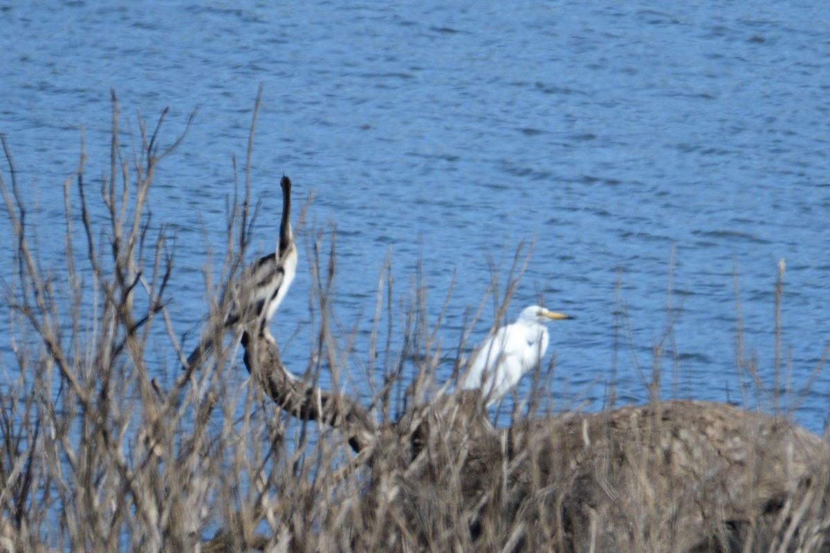 Anhinga d'Australie - ML212915491
