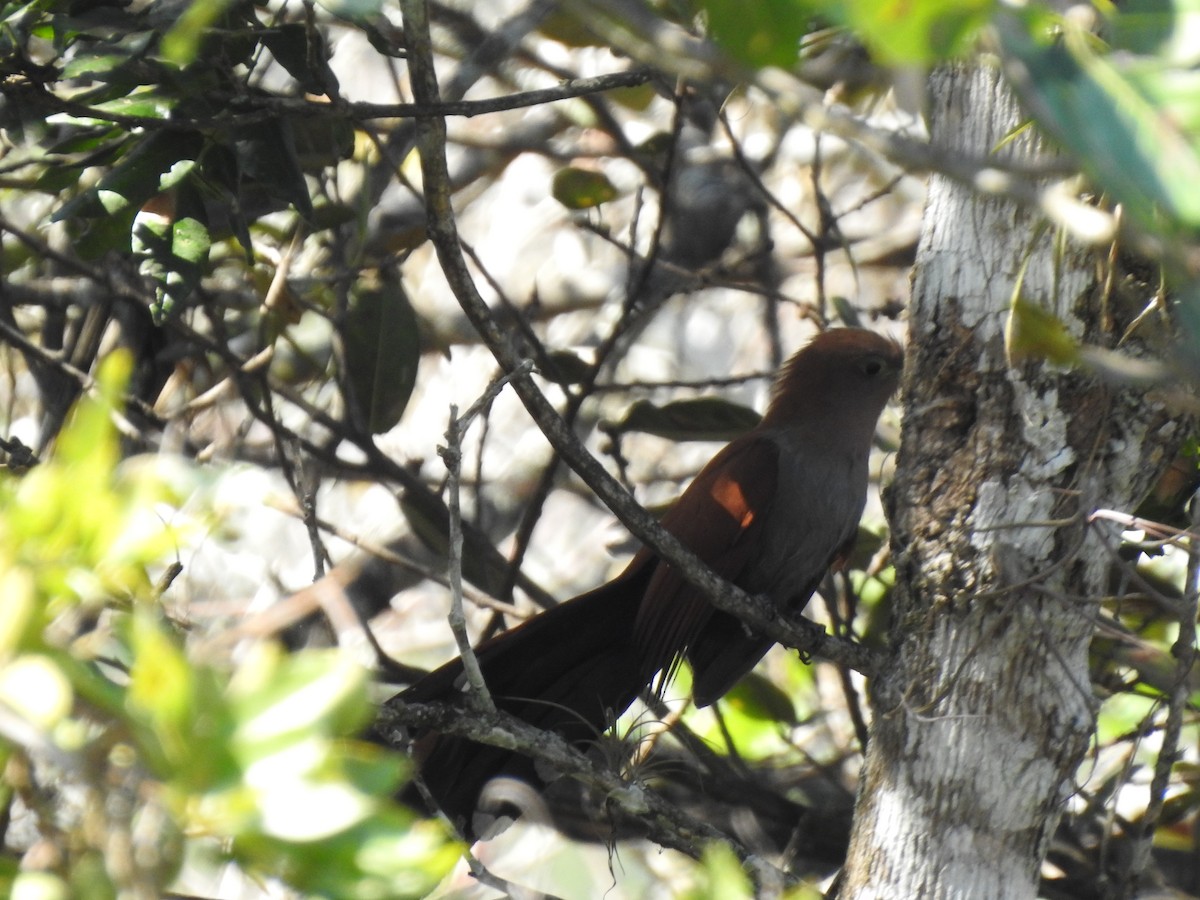 Squirrel Cuckoo - ML212915511