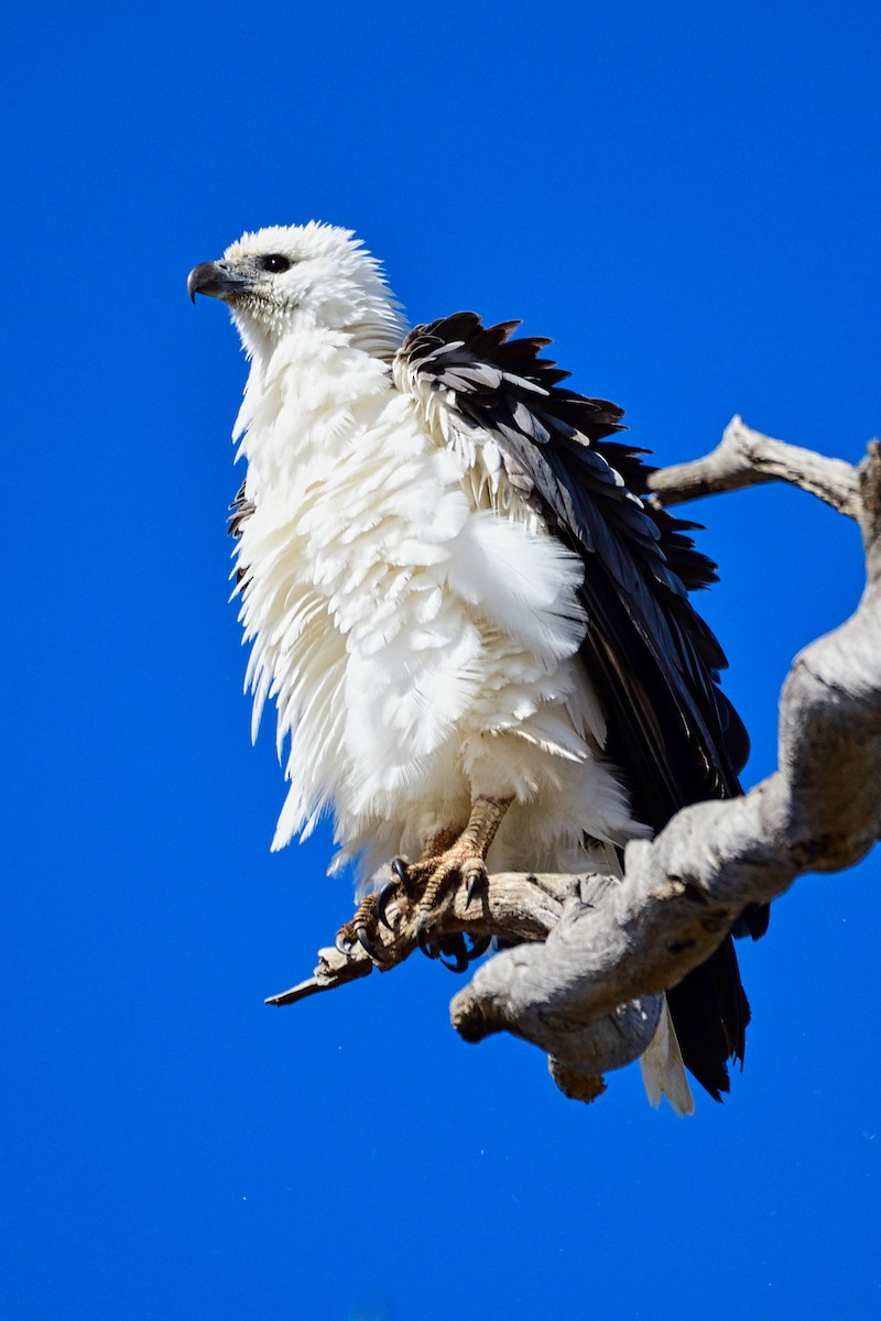 White-bellied Sea-Eagle - ML212915521