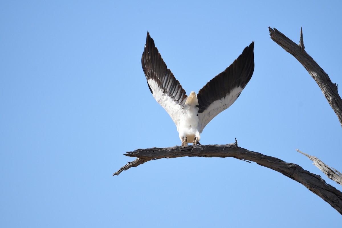 White-bellied Sea-Eagle - Ken Crawley