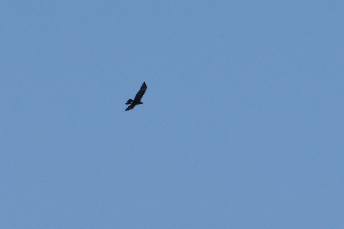 Wedge-tailed Eagle - ML212915631