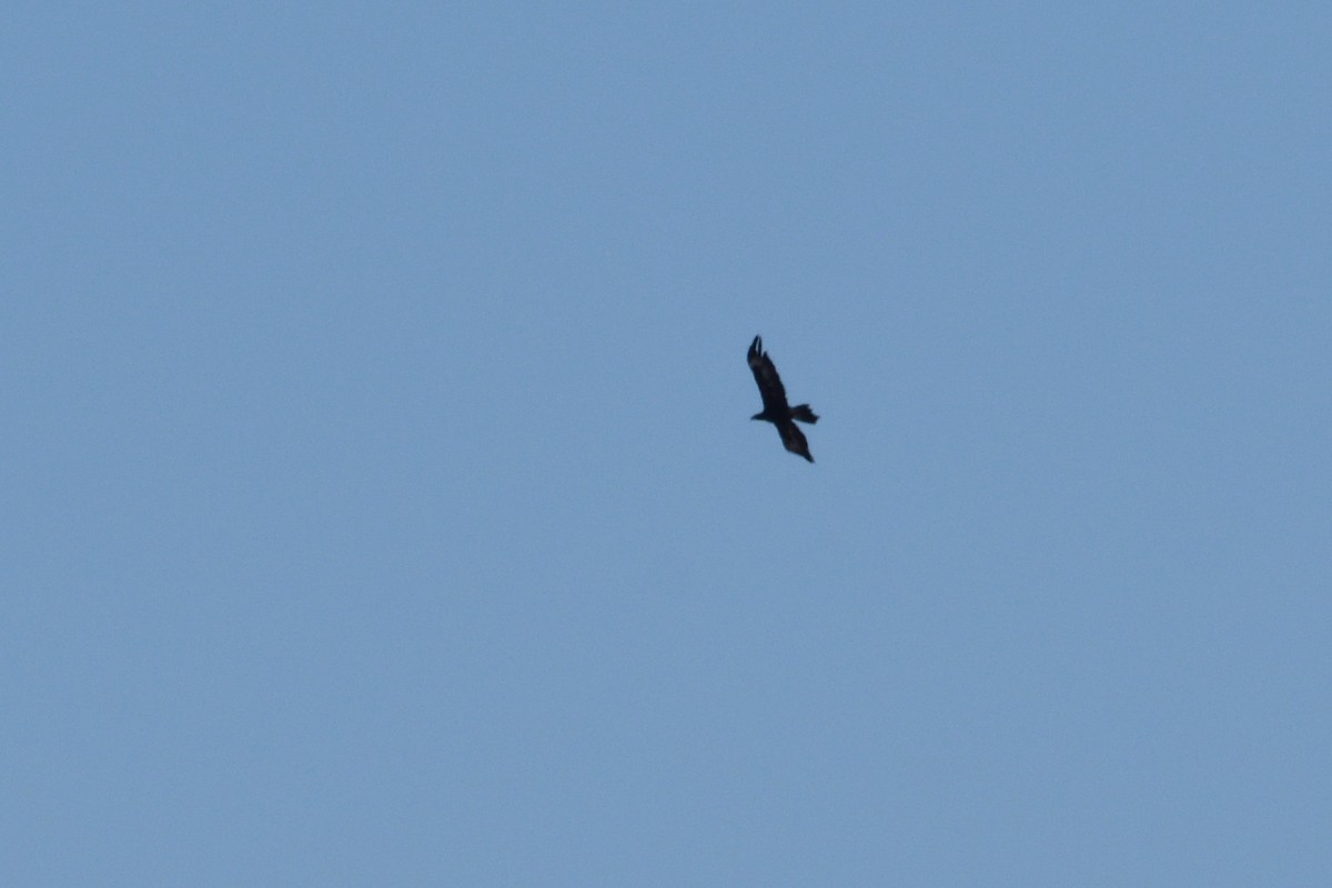 Wedge-tailed Eagle - ML212915641