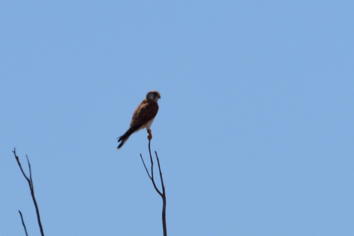 Nankeen Kestrel - ML212915681