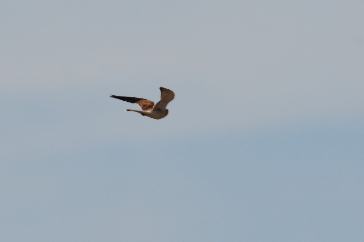 Nankeen Kestrel - ML212915701