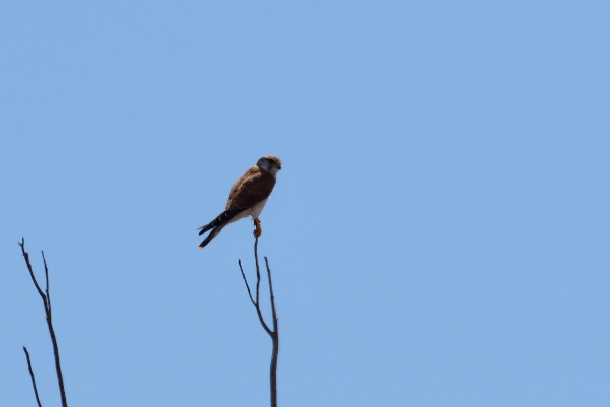 Nankeen Kestrel - ML212915711