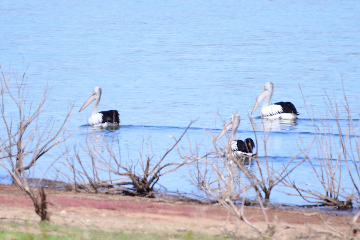 Australian Pelican - ML212915741