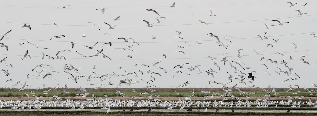 Ring-billed Gull - ML212915841