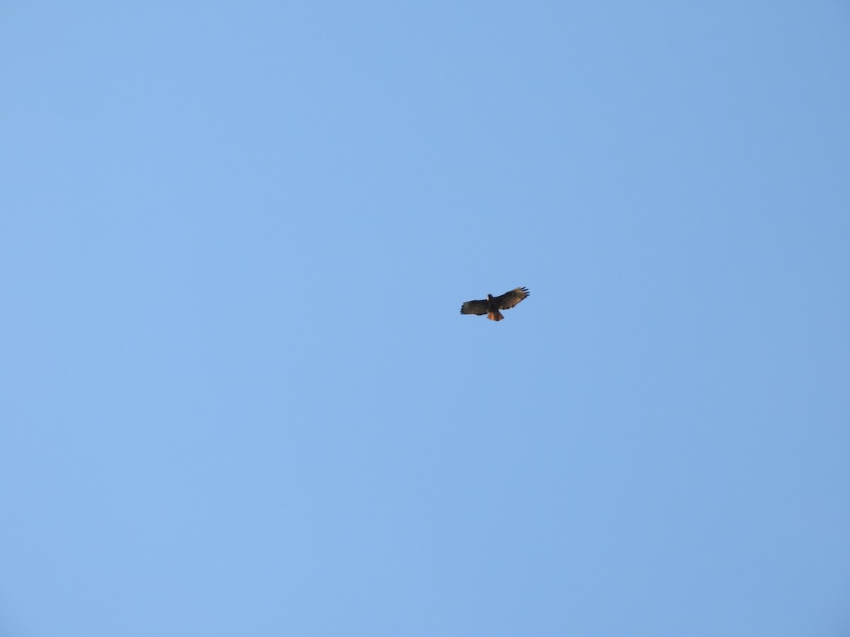 Red-tailed Hawk - ML212916281
