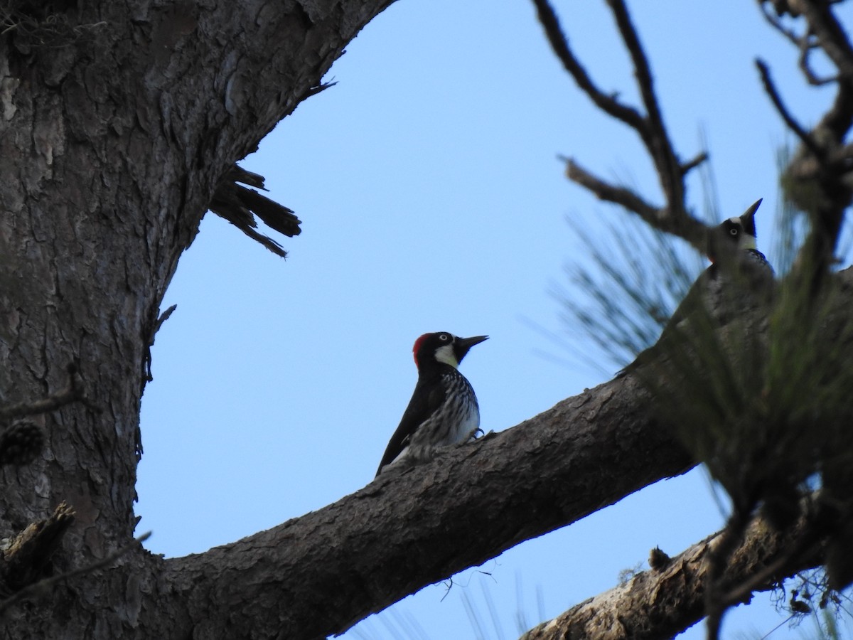 Acorn Woodpecker - ML212916591