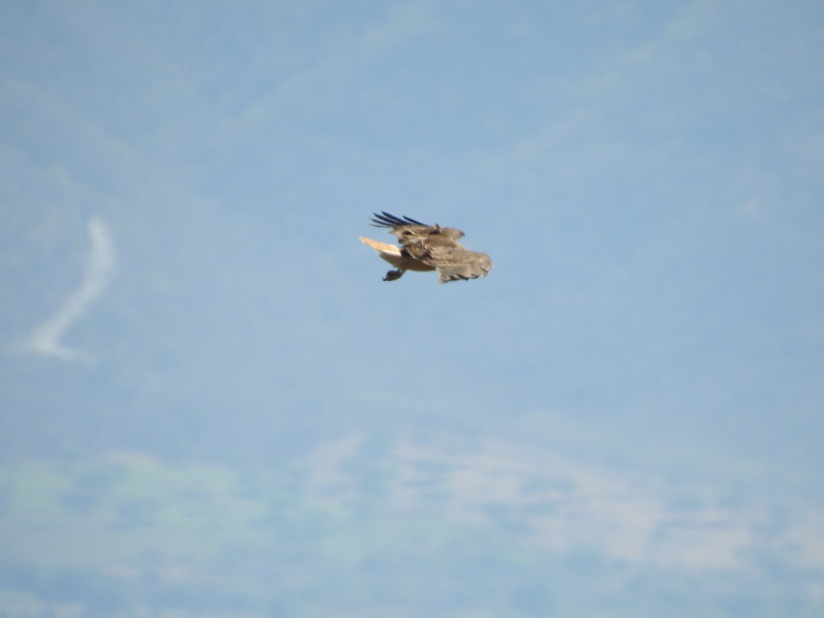 Red-tailed Hawk - ML212916601