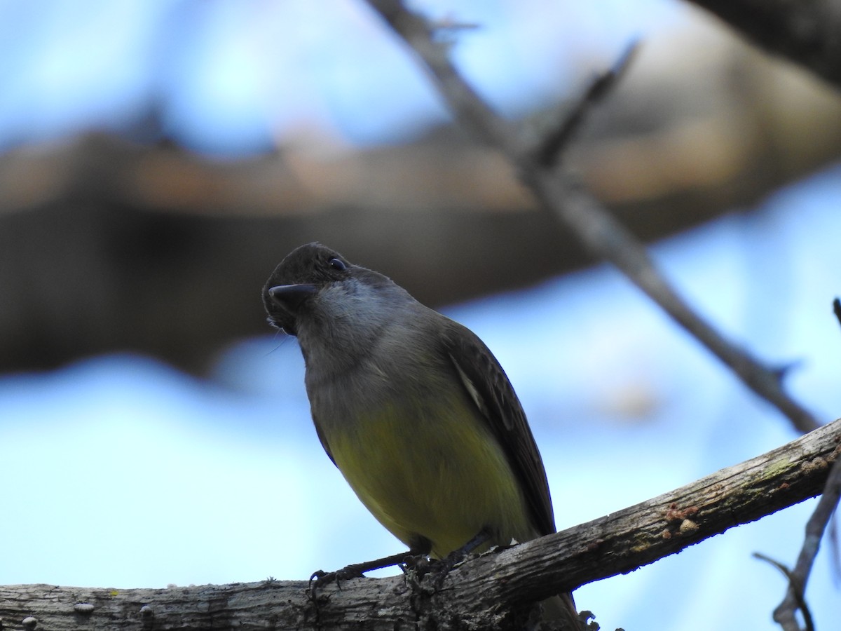 Dusky-capped Flycatcher - ML212916641