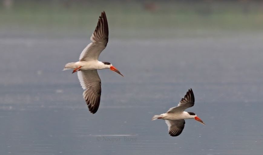 Indian Skimmer - ML212916651