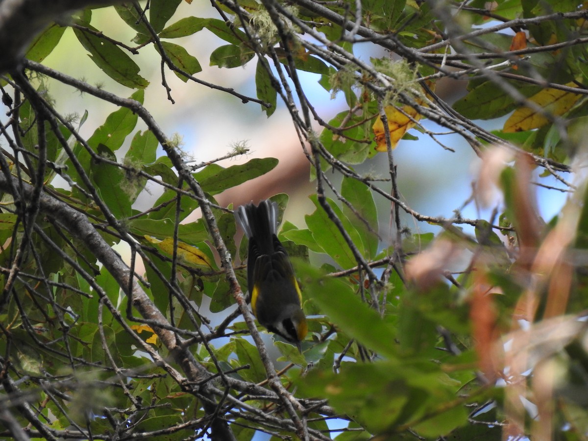 Golden-winged Warbler - ML212916931