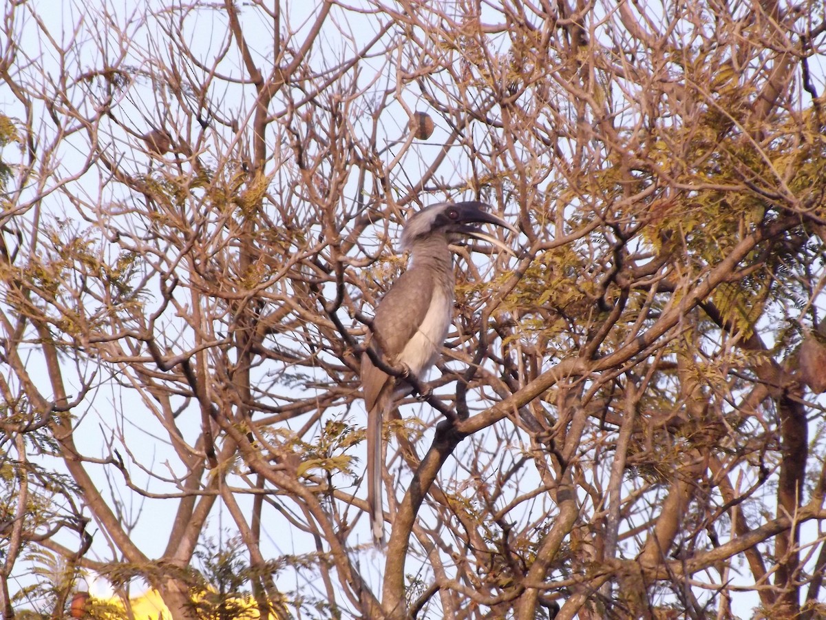 Indian Gray Hornbill - ML212916961