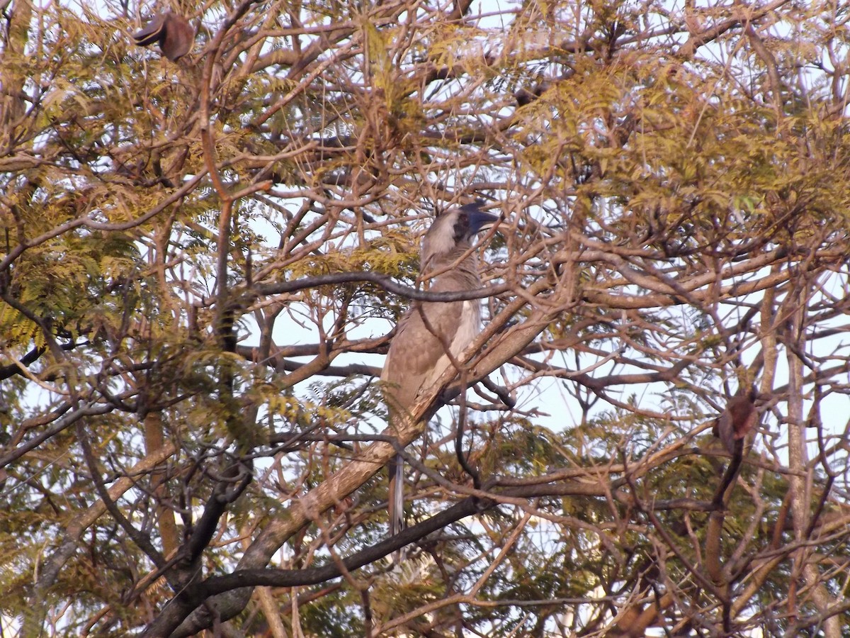 Indian Gray Hornbill - ML212916971