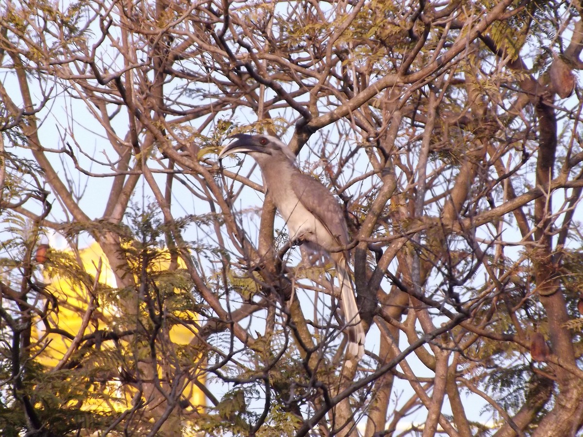 Indian Gray Hornbill - ML212916981