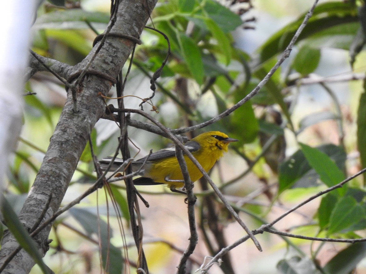 Blue-winged Warbler - ML212917011