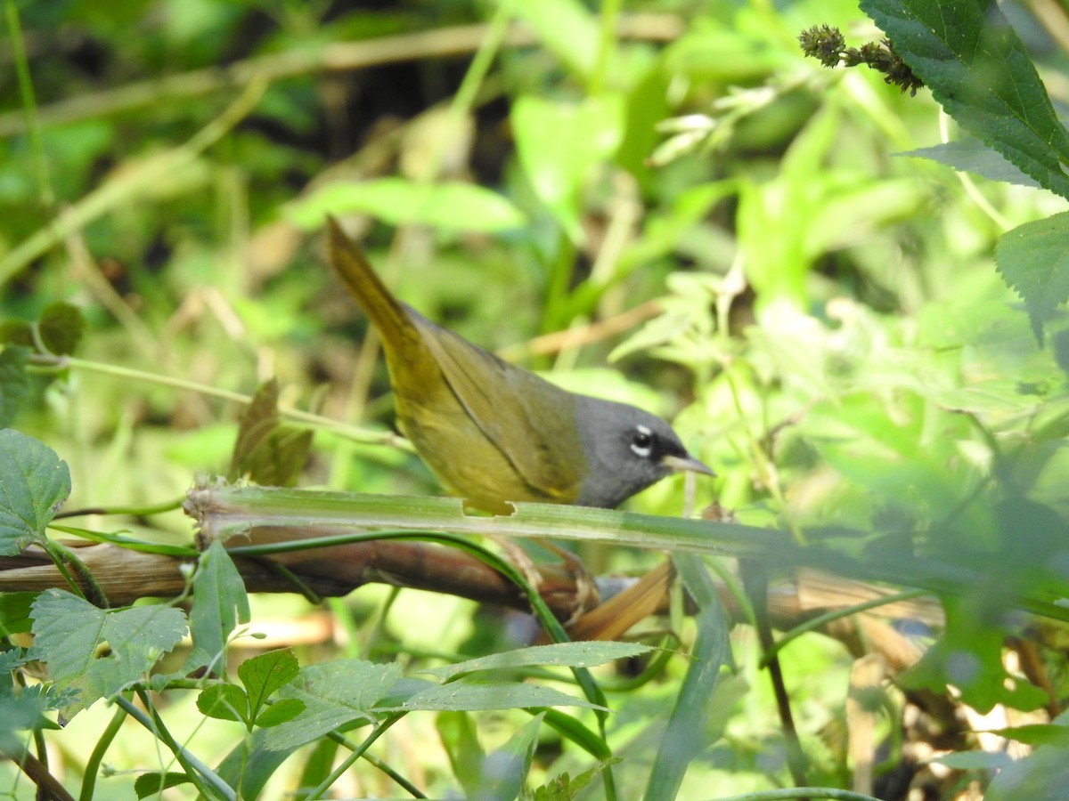 MacGillivray's Warbler - Gabriel Cordón