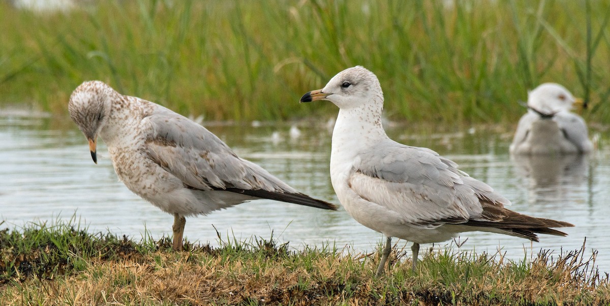 Ring-billed Gull - ML212917111