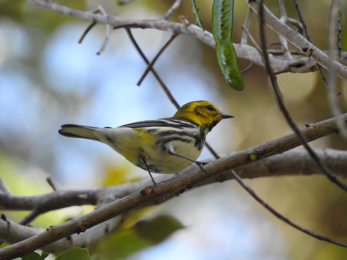 Black-throated Green Warbler - ML212917221