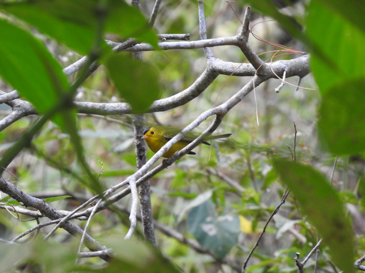 Wilson's Warbler - ML212917331