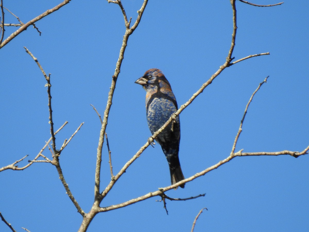 Blue Grosbeak - ML212917421