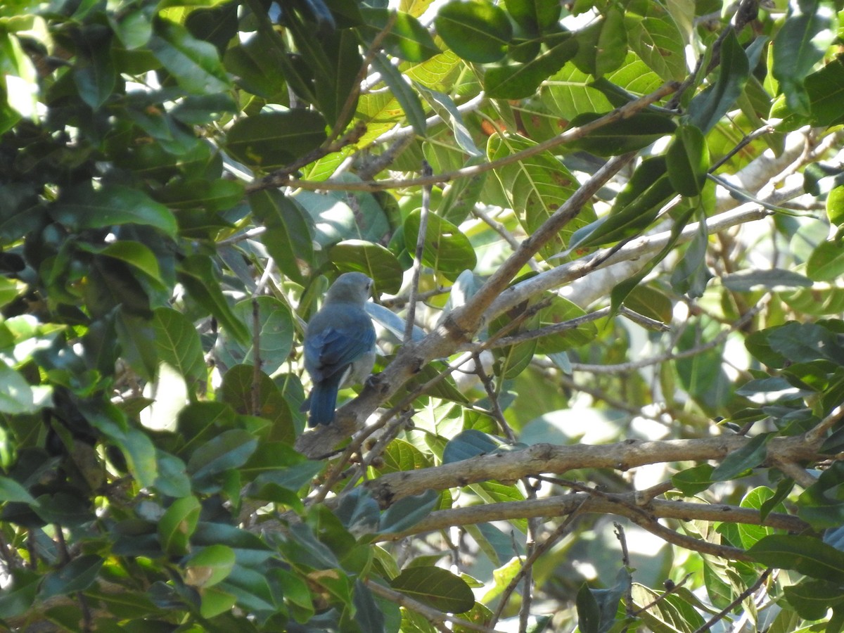 Blue-gray Tanager - ML212917451