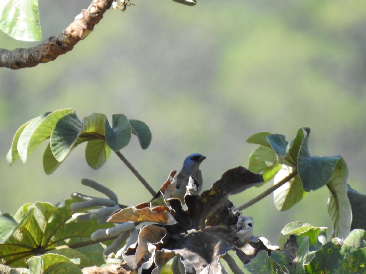 Yellow-winged Tanager - ML212917551