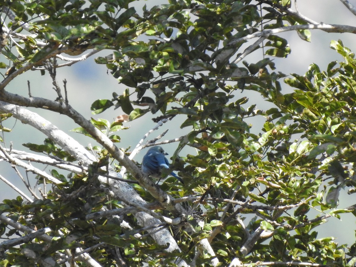 Blue-gray Tanager - ML212917641