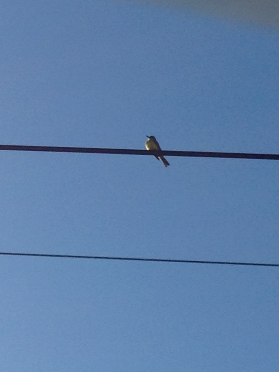 Tropical Kingbird - ML21291791