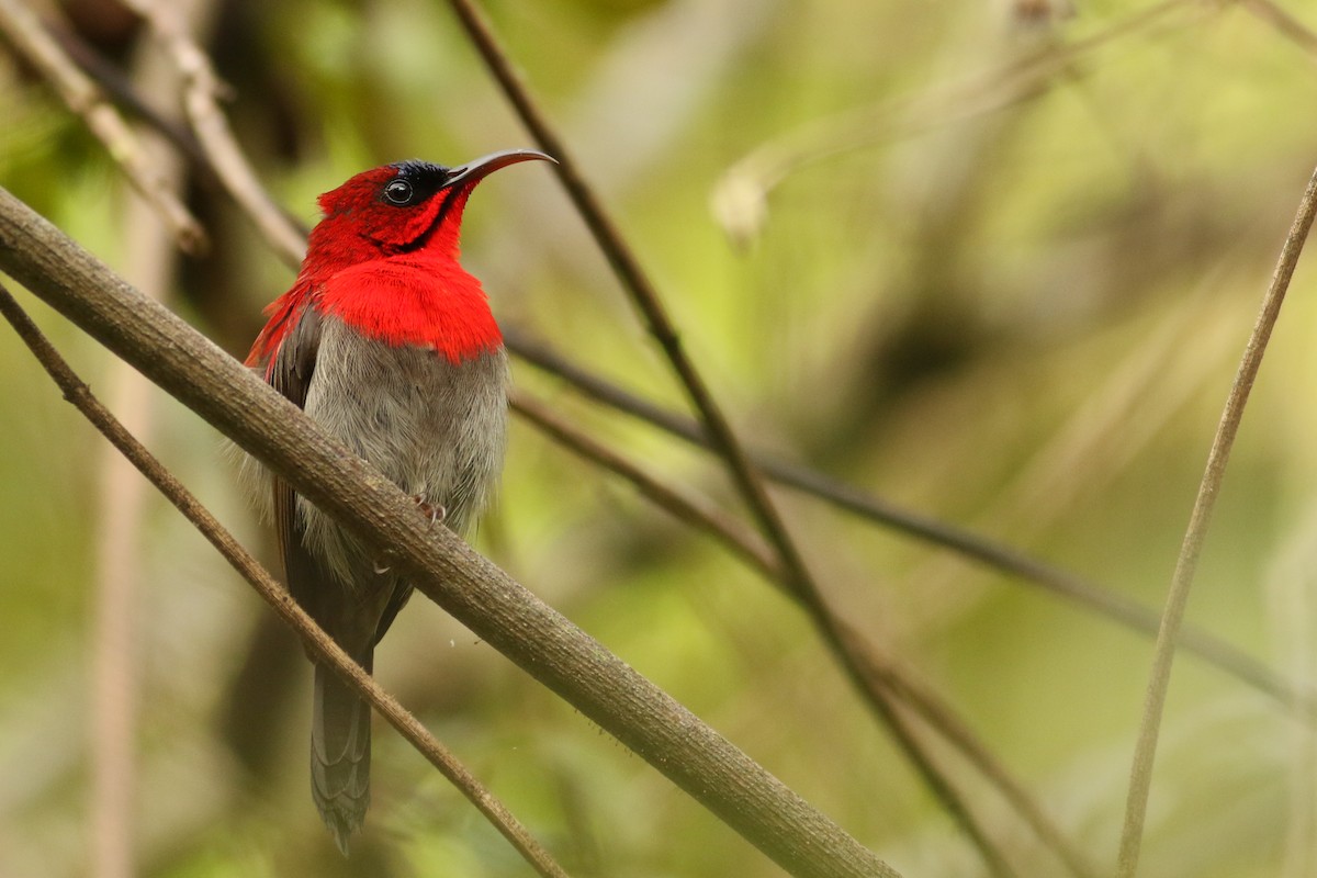 Crimson Sunbird - ML212918301