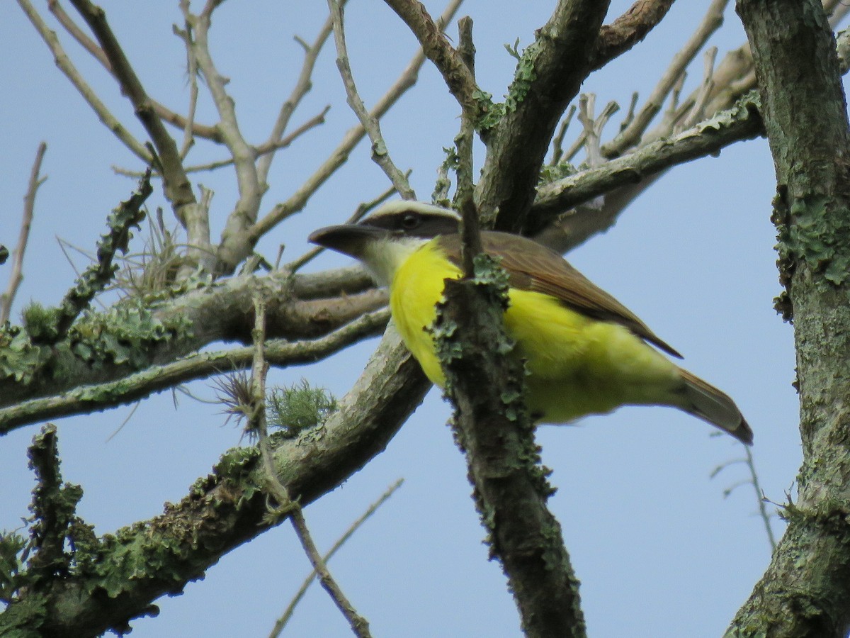 Boat-billed Flycatcher - ML212918561