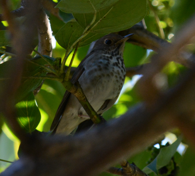 Hermit Thrush - ML21291931