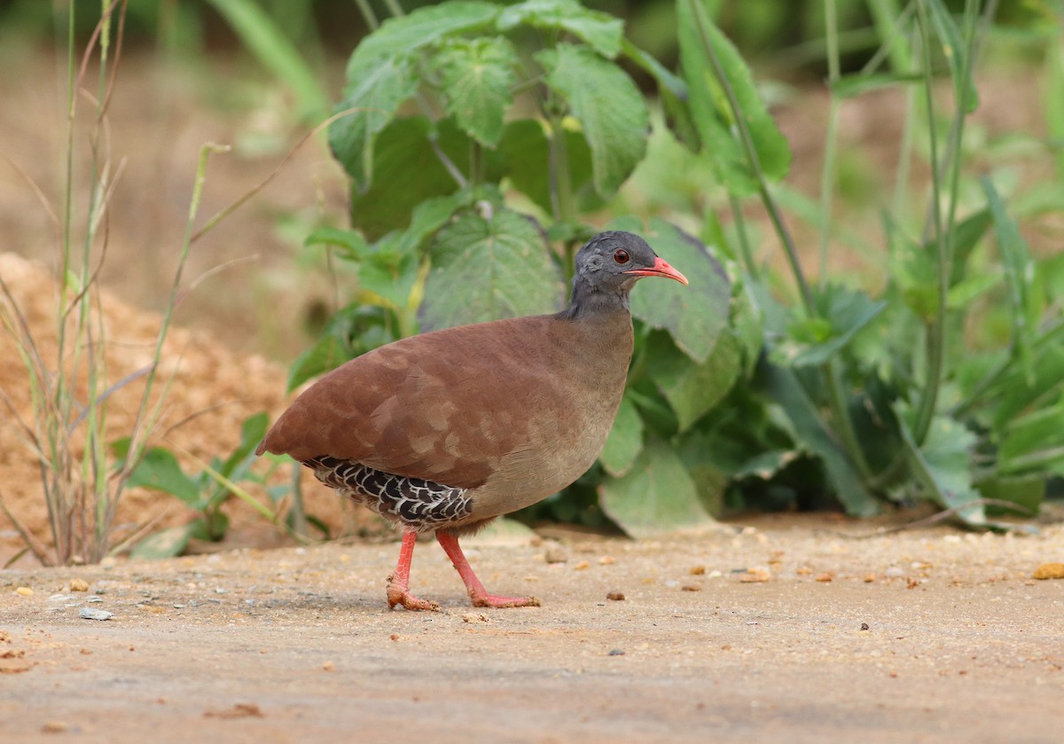 Small-billed Tinamou - Luiz Alberto dos Santos