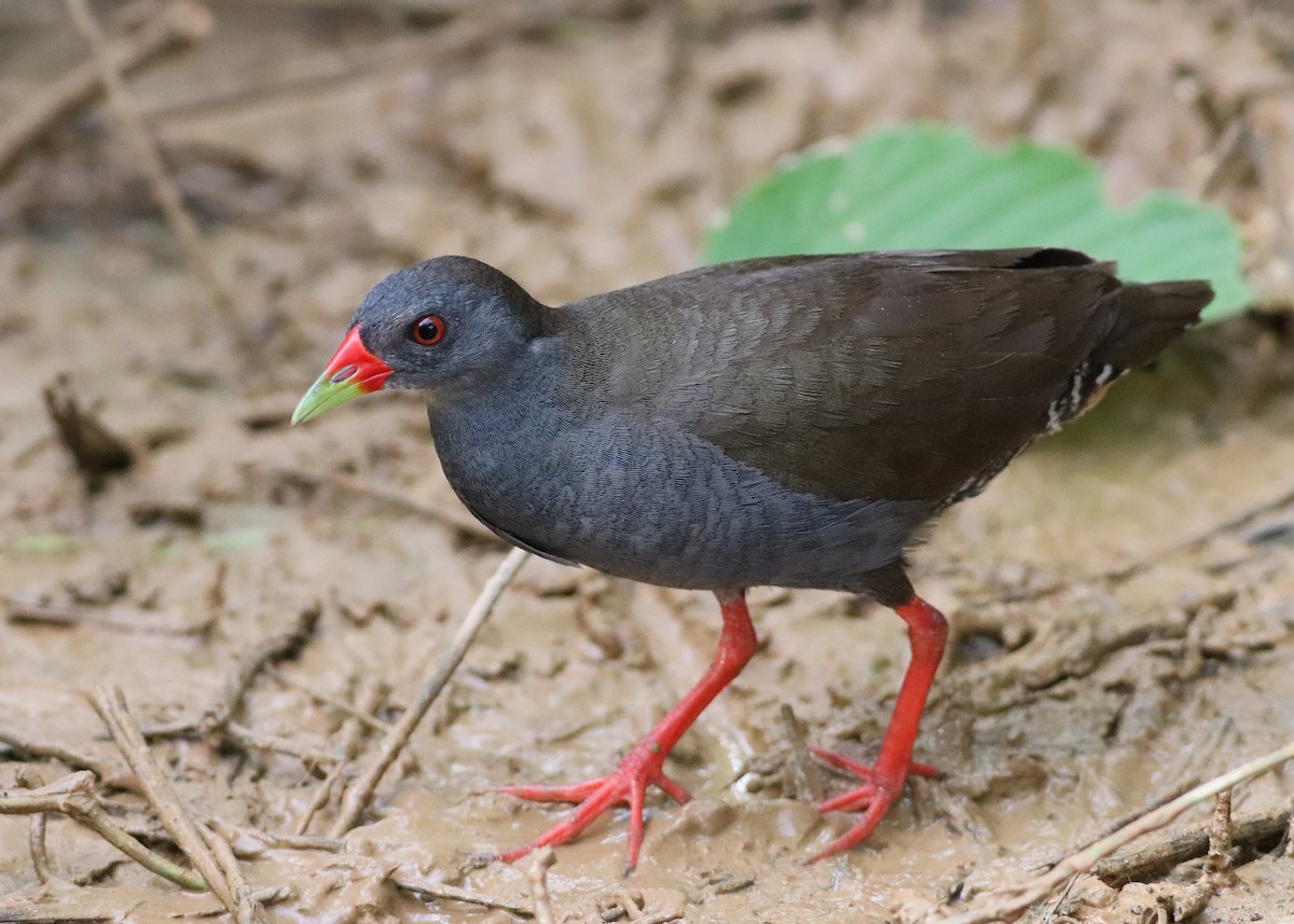 Paint-billed Crake - ML212920541