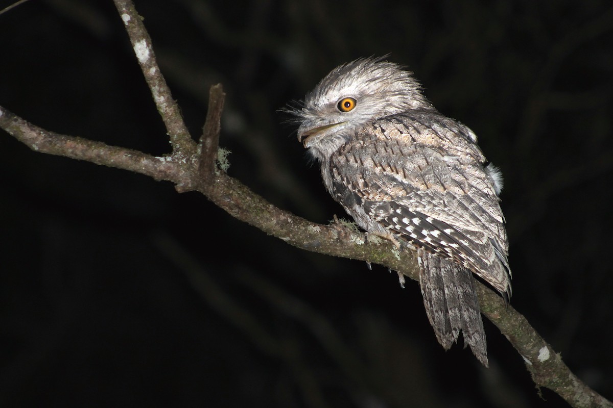 Tawny Frogmouth - ML212921021