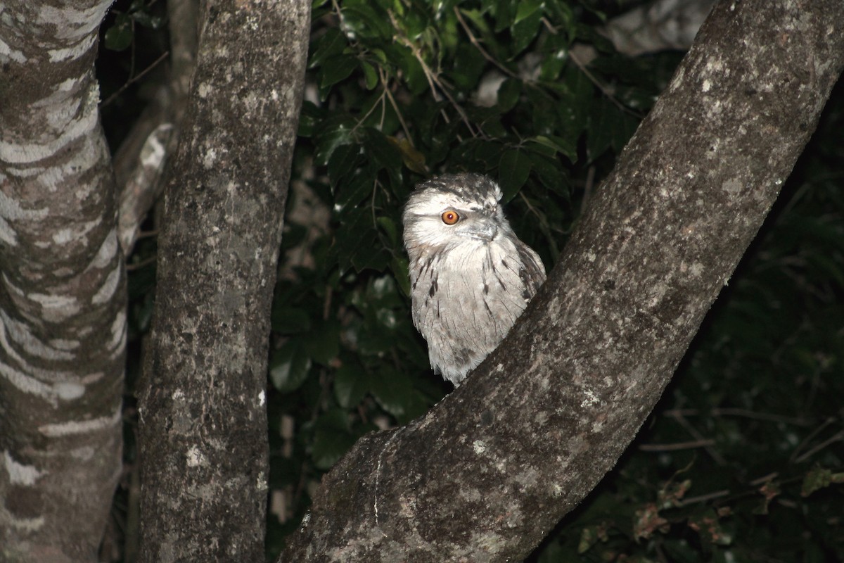 Tawny Frogmouth - ML212921041