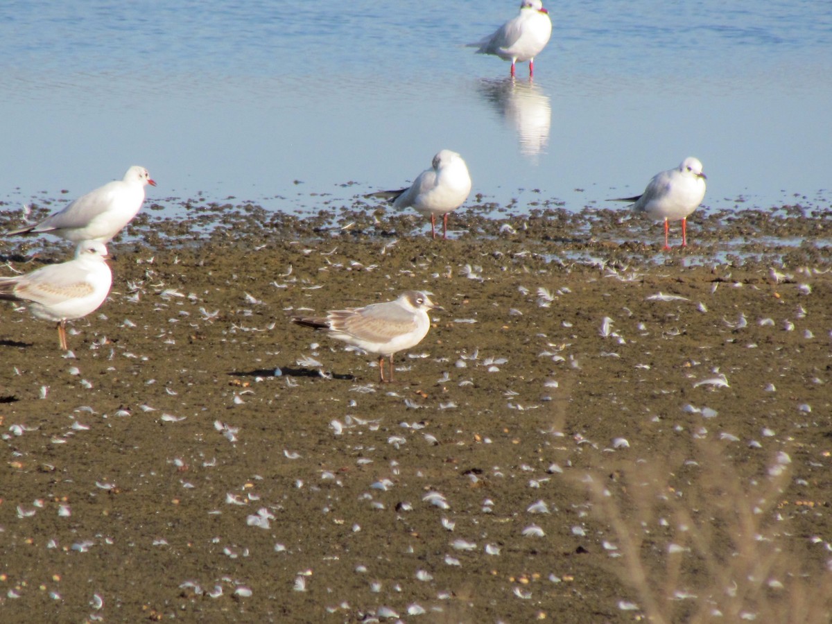 Franklin's Gull - ML212921281