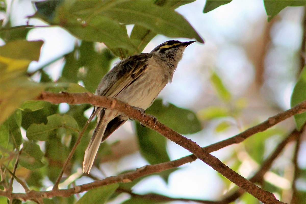 Yellow-faced Honeyeater - ML212922341