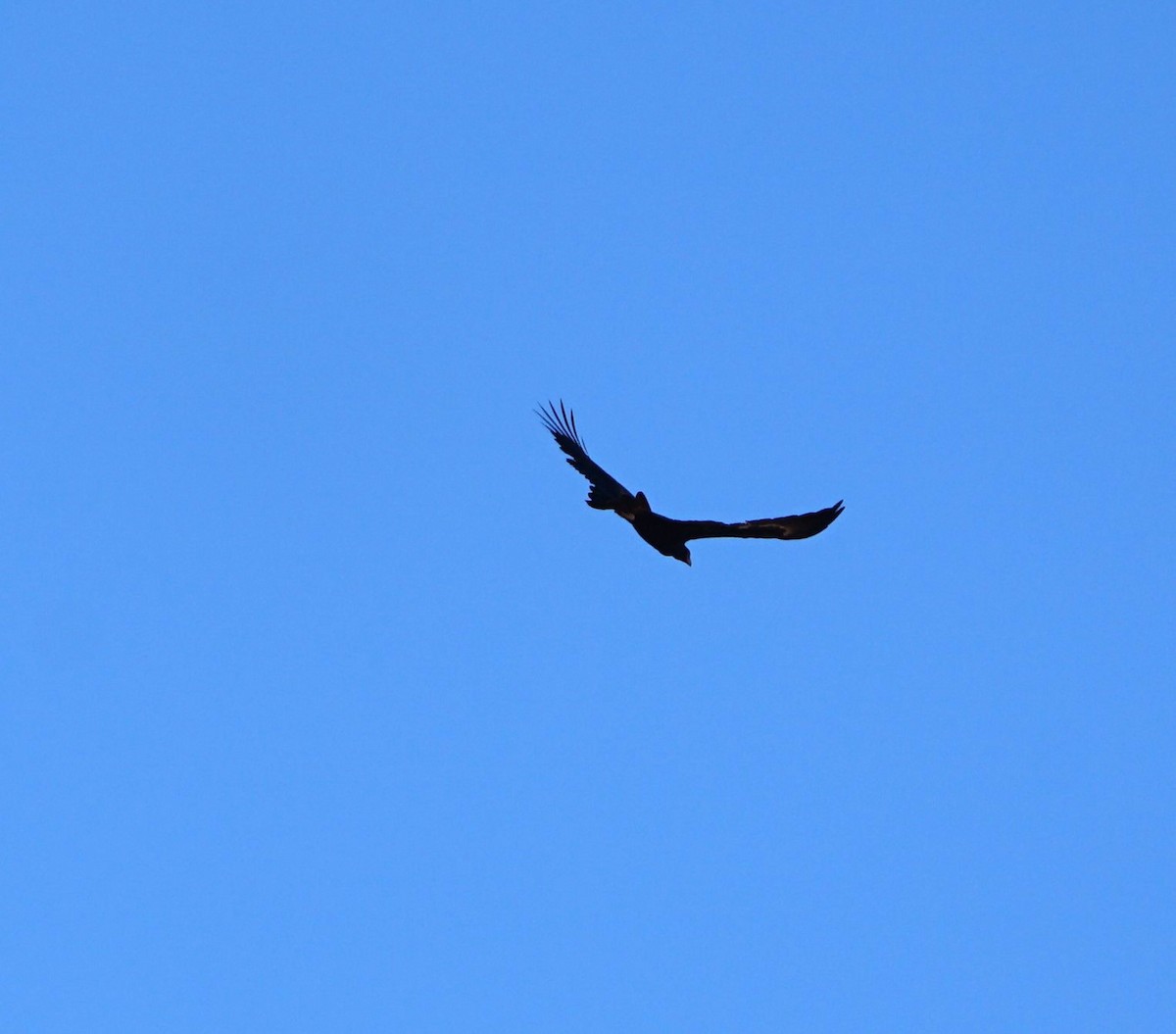 Wedge-tailed Eagle - ML212922971
